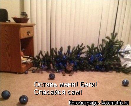 Оставь меня! Беги! Спасайся сам!... Котоматрица: Оставь меня! Беги! Спасайся сам!