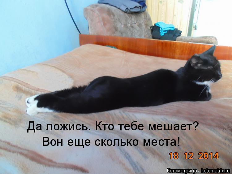 Котоматрица: Да ложись. Кто тебе мешает? Вон еще сколько места!