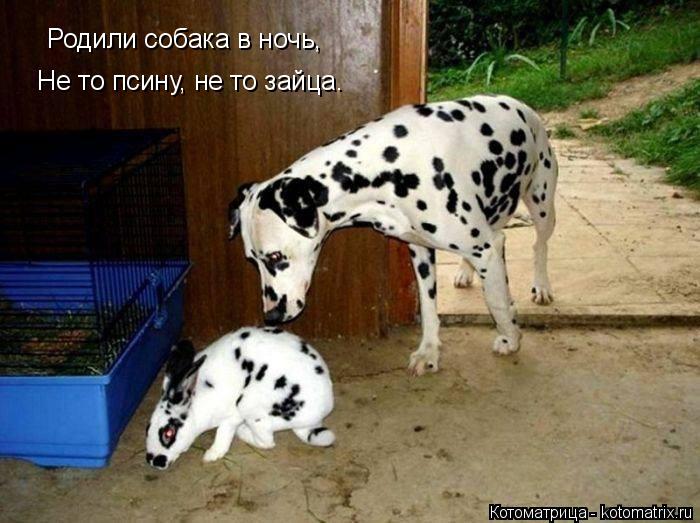 Родили собака в ночь, Не то псину, не то зайца.... Котоматрица: Родили собака в ночь, Не то псину, не то зайца.