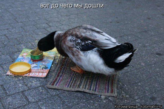 вот до чего мы дошли... Котоматрица: вот до чего мы дошли