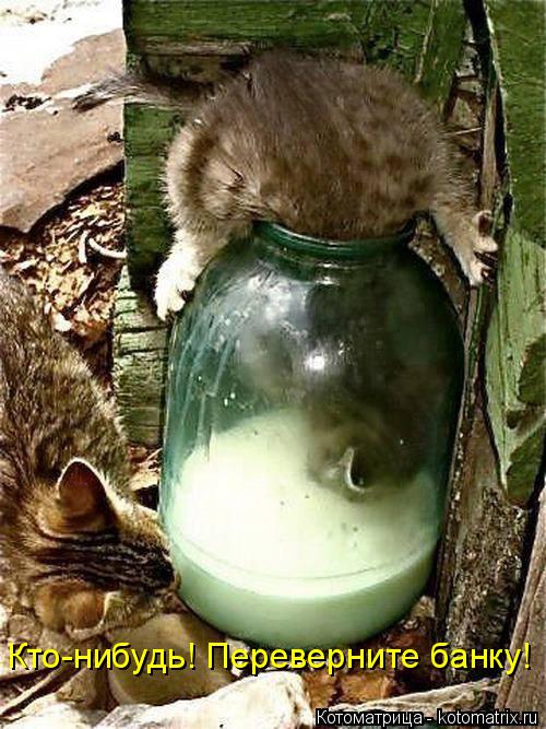 Котоматрица: Кто-нибудь! Переверните банку!