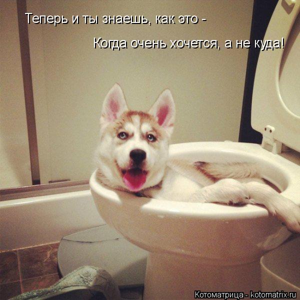 Котоматрица: Теперь и ты знаешь, как это -  Когда очень хочется, а не куда!