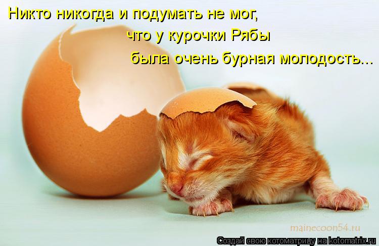 Котоматрица: Никто никогда и подумать не мог, что у курочки Рябы была очень бурная молодость...