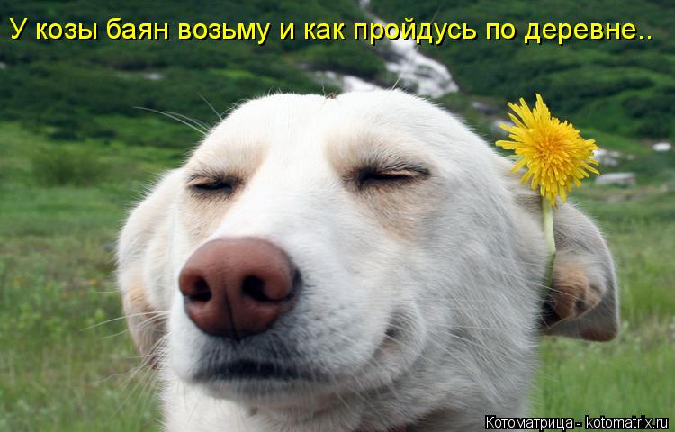 Котоматрица: У козы баян возьму и как пройдусь по деревне..