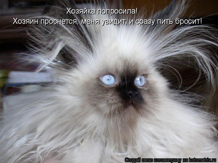 Хозяин проснется, меня увидит, и сразу пить бросит! Хозяйка попросила!... Котоматрица: Хозяин проснется, меня увидит, и сразу пить бросит! Хозяйка попросила!