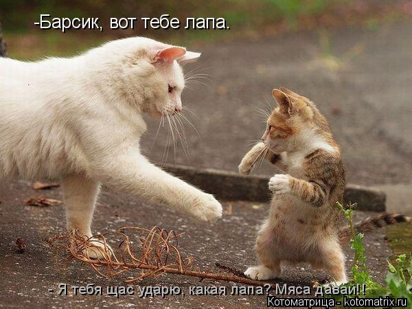 -Барсик, вот тебе лапа. - Я тебя щас ударю, какая лапа? Мяса давай!!... Котоматрица: -Барсик, вот тебе лапа. - Я тебя щас ударю, какая лапа? Мяса давай!!