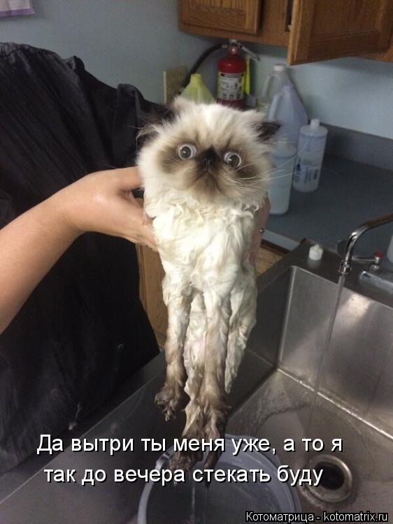 Да вытри ты меня уже, а то я так до вечера стекать буду... Котоматрица: Да вытри ты меня уже, а то я так до вечера стекать буду