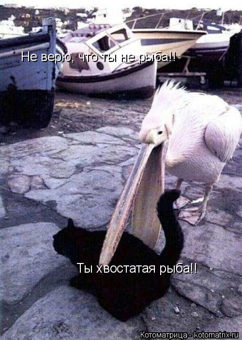 Не верю, что ты не рыба!! Ты хвостатая рыба!!... Котоматрица: Не верю, что ты не рыба!! Ты хвостатая рыба!!