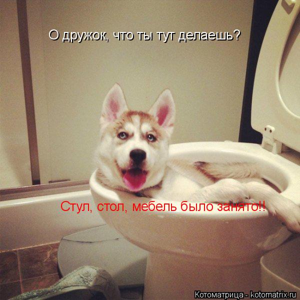 О дружок, что ты тут делаешь? Стул, стол, мебель было занято!!... Котоматрица: О дружок, что ты тут делаешь? Стул, стол, мебель было занято!!
