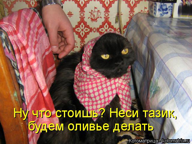 Котоматрица: Ну что стоишь? Неси тазик, будем оливье делать