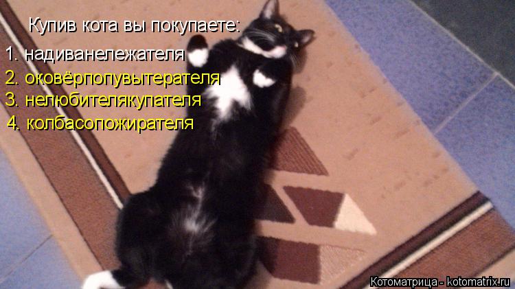 Котоматрица: Купив кота вы покупаете: 1. надиванележателя 2. оковёрпопувытерателя 3. нелюбителякупателя 4. колбасопожирателя