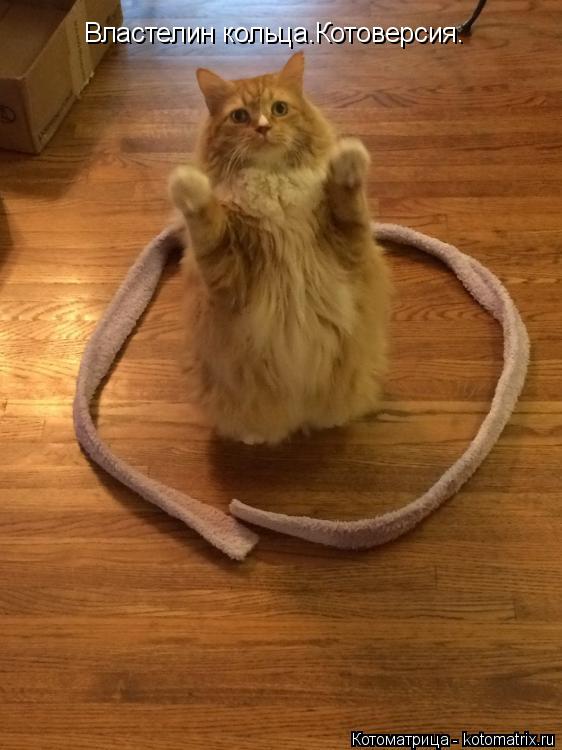 Властелин кольца.Котоверсия.... Котоматрица: Властелин кольца.Котоверсия.