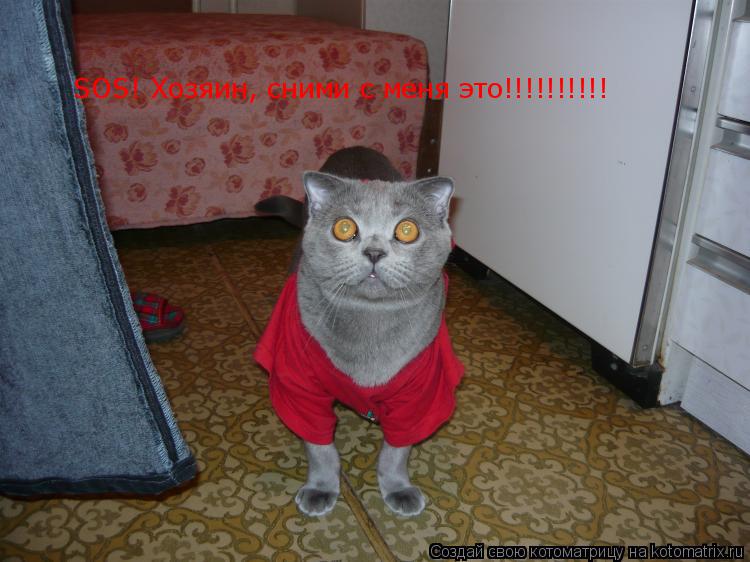 SOS! Хозяин, сними с меня это!!!!!!!!!!... Котоматрица: SOS! Хозяин, сними с меня это!!!!!!!!!!