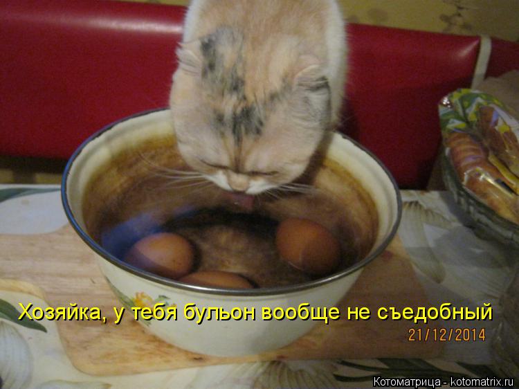 Котоматрица: Хозяйка, у тебя бульон вообще не съедобный