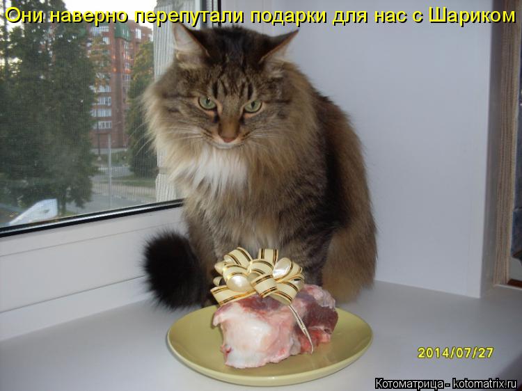 Котоматрица: Они наверно перепутали подарки для нас с Шариком