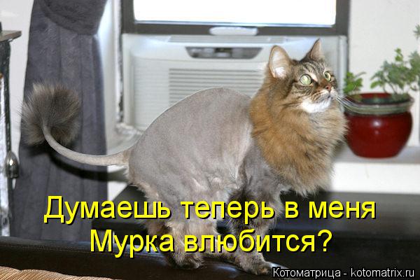 Котоматрица: Думаешь теперь в меня  Мурка влюбится?