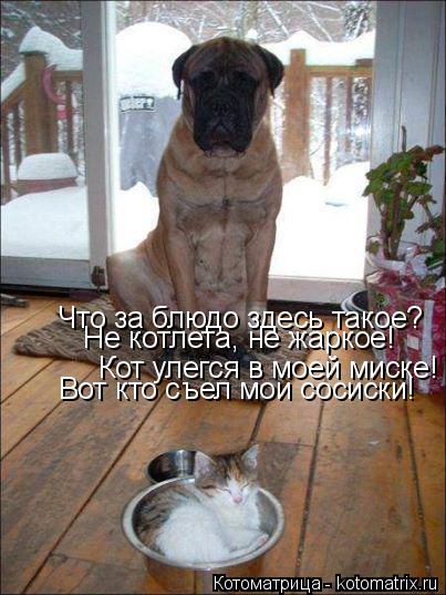 Что за блюдо здесь такое? Не котлета, не жаркое! Кот улегся в моей миске! Вот кто съел мои сосиски!... Котоматрица: Что за блюдо здесь такое? Не котлета, не жаркое! Кот улегся в моей миске! Вот кто съел мои сосиски!