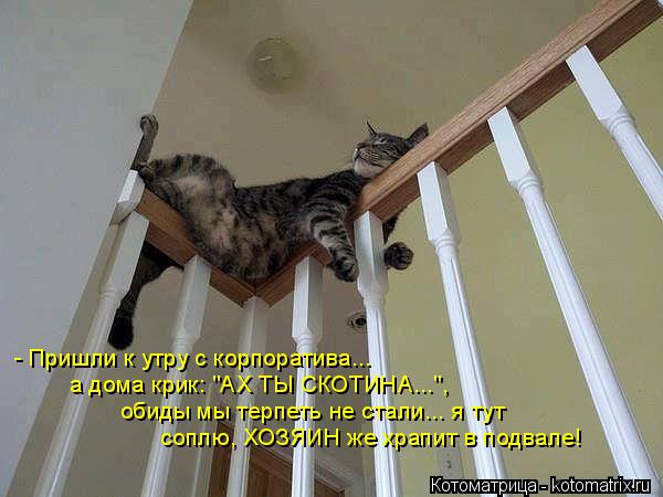 Котоматрица: - Пришли к утру с корпоратива... а дома крик: "АХ ТЫ СКОТИНА...", обиды мы терпеть не стали... я тут соплю, ХОЗЯИН же храпит в подвале!