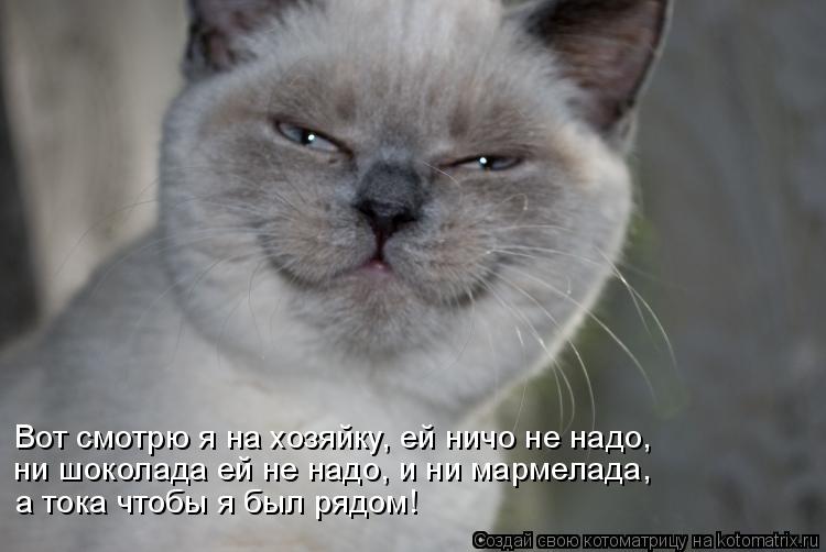 Вот смотрю я на хозяйку, ей ничо не надо, ни шоколада ей не надо, и ни мармелада, а тока чтобы я был ... Котоматрица: Вот смотрю я на хозяйку, ей ничо не надо, ни шоколада ей не надо, и ни мармелада, а тока чтобы я был рядом!
