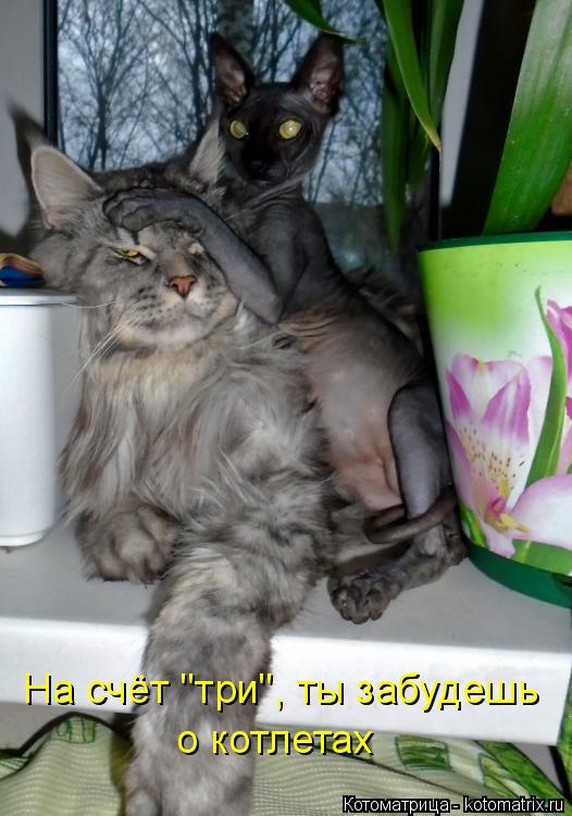 Котоматрица: На счёт "три", ты забудешь  о котлетах