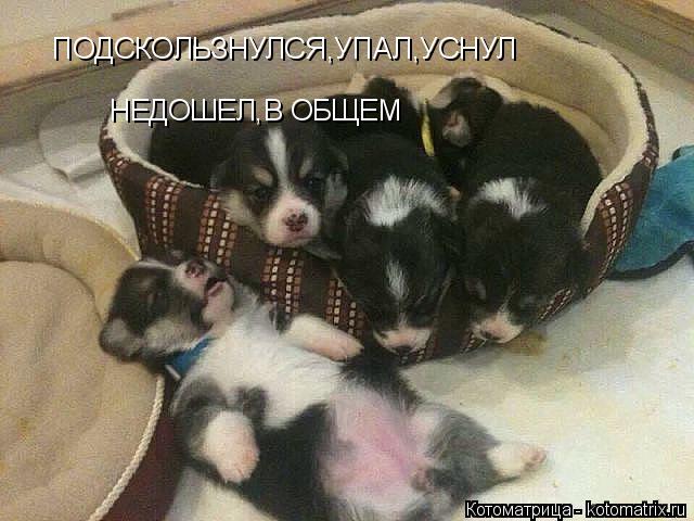 Котоматрица: ПОДСКОЛЬЗНУЛСЯ,УПАЛ,УСНУЛ НЕДОШЕЛ,В ОБЩЕМ
