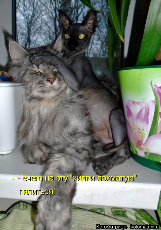 Котоматрица: - Нечего на эту "хиппи лохматую" пялиться!