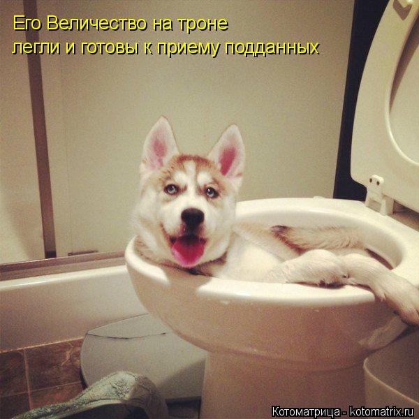 Котоматрица: Его Величество на троне  легли и готовы к приему подданных