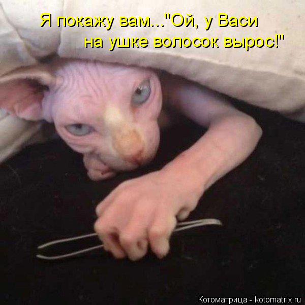 Котоматрица: Я покажу вам..."Ой, у Васи  на ушке волосок вырос!"