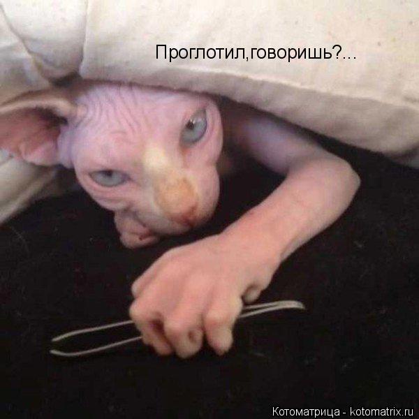 Котоматрица: Проглотил,говоришь?...
