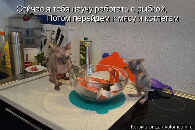 Котоматрица: Сейчас я тебя научу работать с рыбкой,  Потом перейдем к мясу и котлетам
