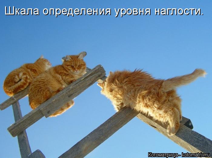 Котоматрица: Шкала определения уровня наглости.