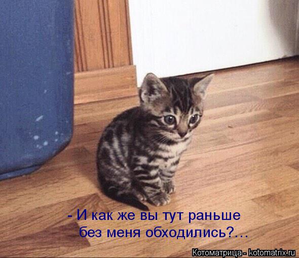 Котоматрица: - И как же вы тут раньше без меня обходились?…