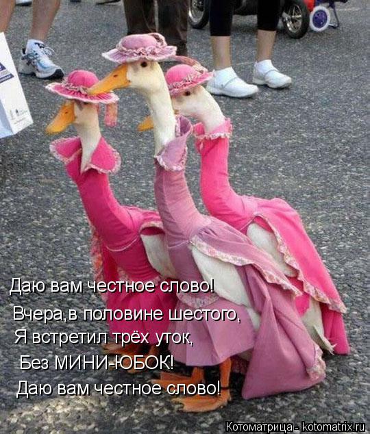 Котоматрица: Даю вам честное слово! Вчера,в половине шестого, Я встретил трёх уток, Без МИНИ-ЮБОК! Даю вам честное слово!
