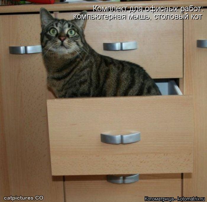 Котоматрица: Комплект для офисных работ:  компьютерная мышь, столовый кот