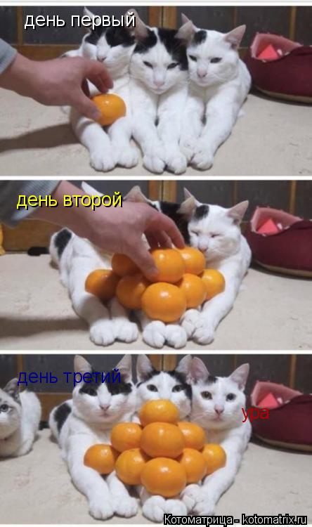 Котоматрица: день первый день второй день третий ура