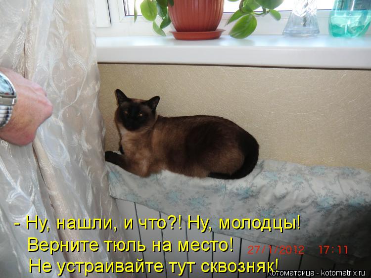 Котоматрица: - Ну, нашли, и что?! Ну, молодцы! Верните тюль на место!  Не устраивайте тут сквозняк!