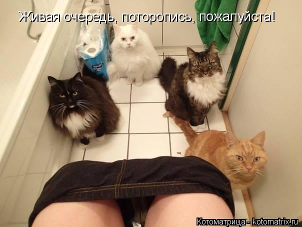 Котоматрица: Живая очередь, поторопись, пожалуйста!