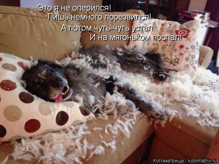 Котоматрица: Это я не оперился! Лишь немного порезвился! А потом чуть-чуть устал, И на мягоньком поспал!