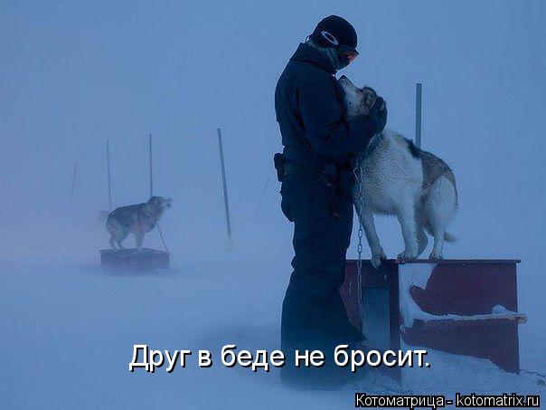 Котоматрица: Друг в беде не бросит.