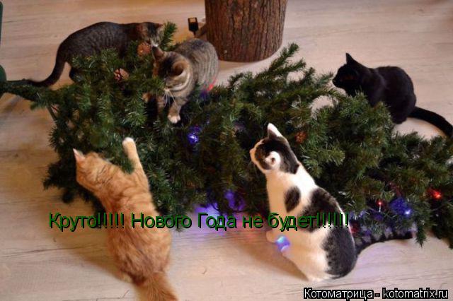 Котоматрица: Круто!!!!! Нового Года не будет!!!!!!