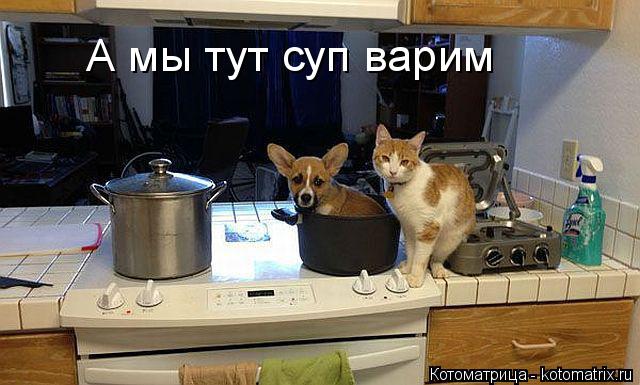 Котоматрица: А мы тут суп варим