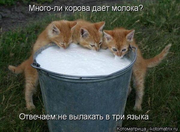 Котоматрица: Много-ли корова даёт молока? Отвечаем:не вылакать в три языка