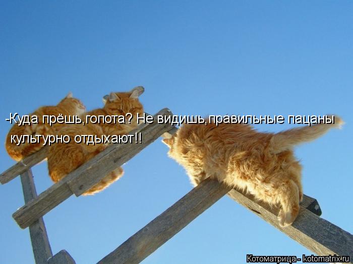 Котоматрица: -Куда прёшь,гопота? Не видишь,правильные пацаны культурно отдыхают!!