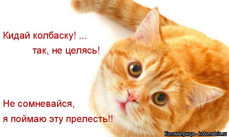 Котоматрица: Кидай колбаску! ... так, не целясь! Не сомневайся, я поймаю эту прелесть!!