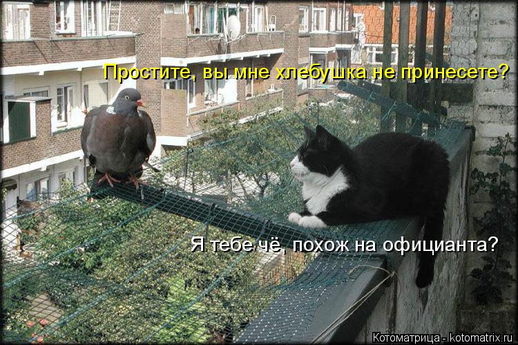 Котоматрица: Простите, вы мне хлебушка не принесете? Я тебе чё, похож на официанта?