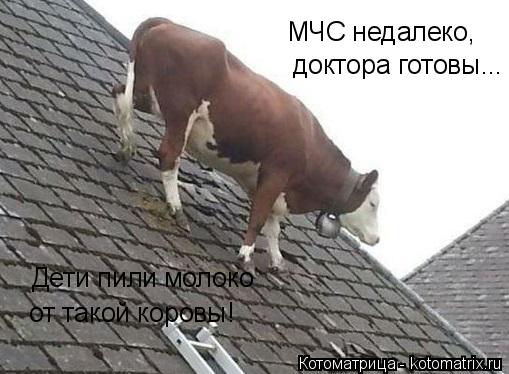 МЧС недалеко, доктора готовы... Дети пили молоко от такой коровы!... Котоматрица: МЧС недалеко, доктора готовы... Дети пили молоко от такой коровы!