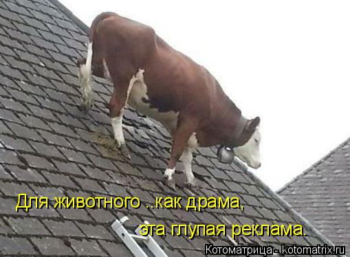 Котоматрица: Для животного ..как драма, эта глупая реклама.