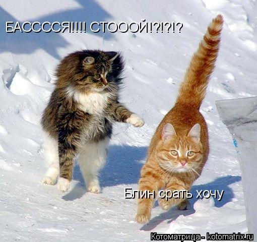 Котоматрица: БАССССЯ!!!! СТОООЙ!?!?!? Блин срать хочу