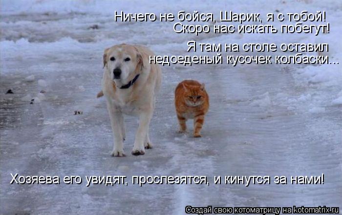 Котоматрица: Скоро нас искать побегут! Ничего не бойся, Шарик, я с тобой! Я там на столе оставил  Хозяева его увидят, прослезятся, и кинутся за нами! недоед