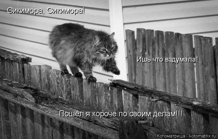Котоматрица: Сикимора, Сикимора! Пошёл я короче по своим делам!!! Ишь что вздумала!